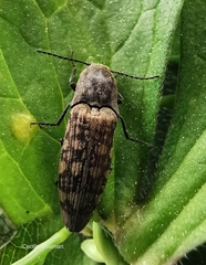 Actenicerus siaelandicus