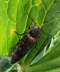 Actenicerus siaelandicus