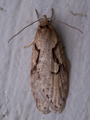 Semioscopis steinkellneriana