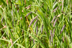 Carex cryptocarpa
