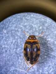 Clarkhydrus decemsignatus