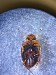 Clarkhydrus decemsignatus