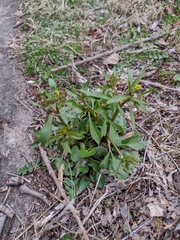 Senecio glaucophyllus