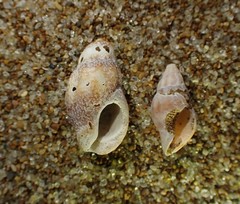 Cominella accuminata