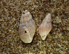 Cominella accuminata