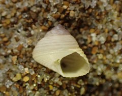 Micrelenchus huttonii