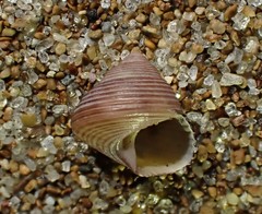 Micrelenchus huttonii