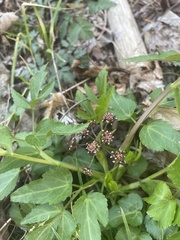 Thaspium trifoliatum trifoliatum