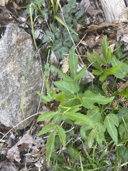 Thaspium trifoliatum trifoliatum