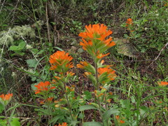 Castilleja hispida hispida