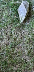 Poa imbecilla
