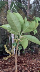 Hieronyma oblonga