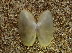 Hiatula siliquens