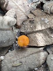 Cantharellus concinnus