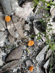 Cantharellus concinnus