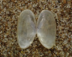 Hiatula siliquens