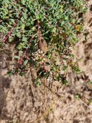 Corrigiola litoralis