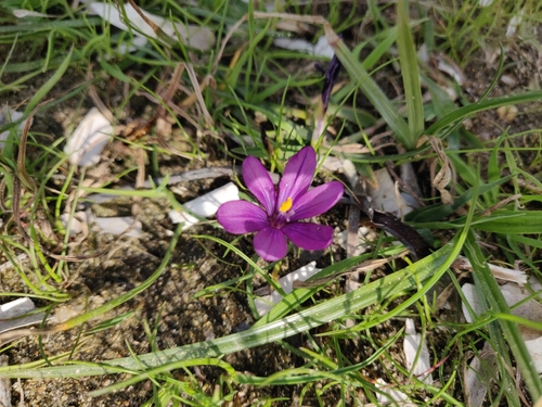 Romulea requienii