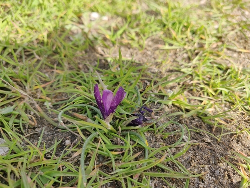 Romulea requienii