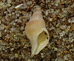 Buccinulum vittatum