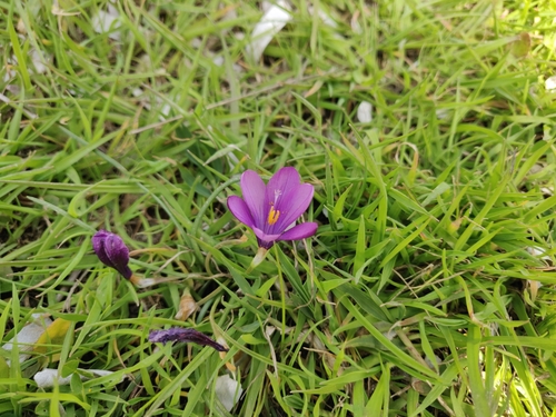 Romulea requienii
