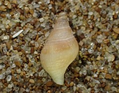 Buccinulum vittatum