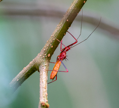 Ricolla quadrispinosa