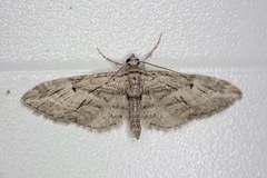 Eupithecia oxycedrata