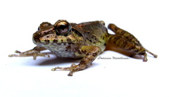Pristimantis w-nigrum
