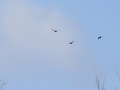 Lophodytes cucullatus