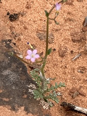 Gilia flavocincta