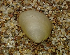 Linucula hartvigiana