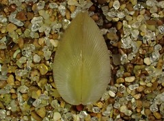 Linucula hartvigiana