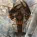 Chattooga River Crayfish - Photo (c) Daniel Folds, some rights reserved (CC BY-NC), uploaded by Daniel Folds