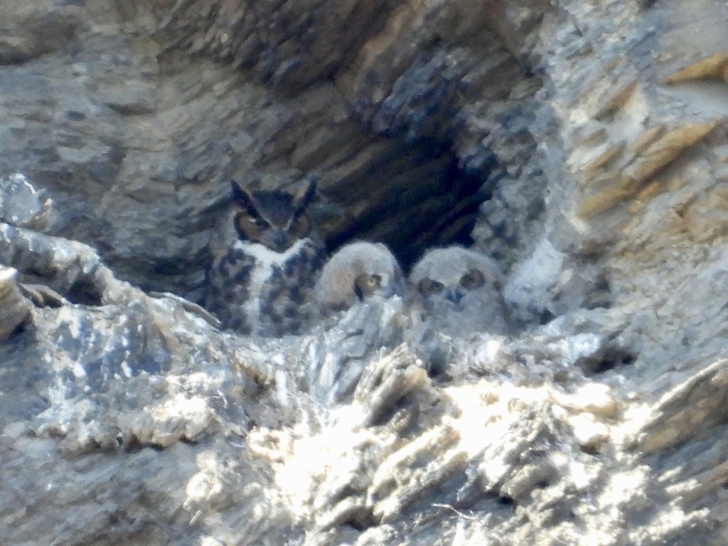 Great Horned Owl In March 2022 By Dbond INaturalist   Large 