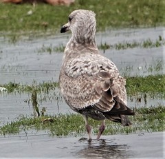 Larus argentatus
