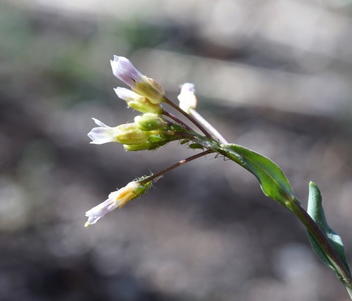 Image of Boechera fendleri by (c) Andrew Tree, some rights reserved (CC BY)