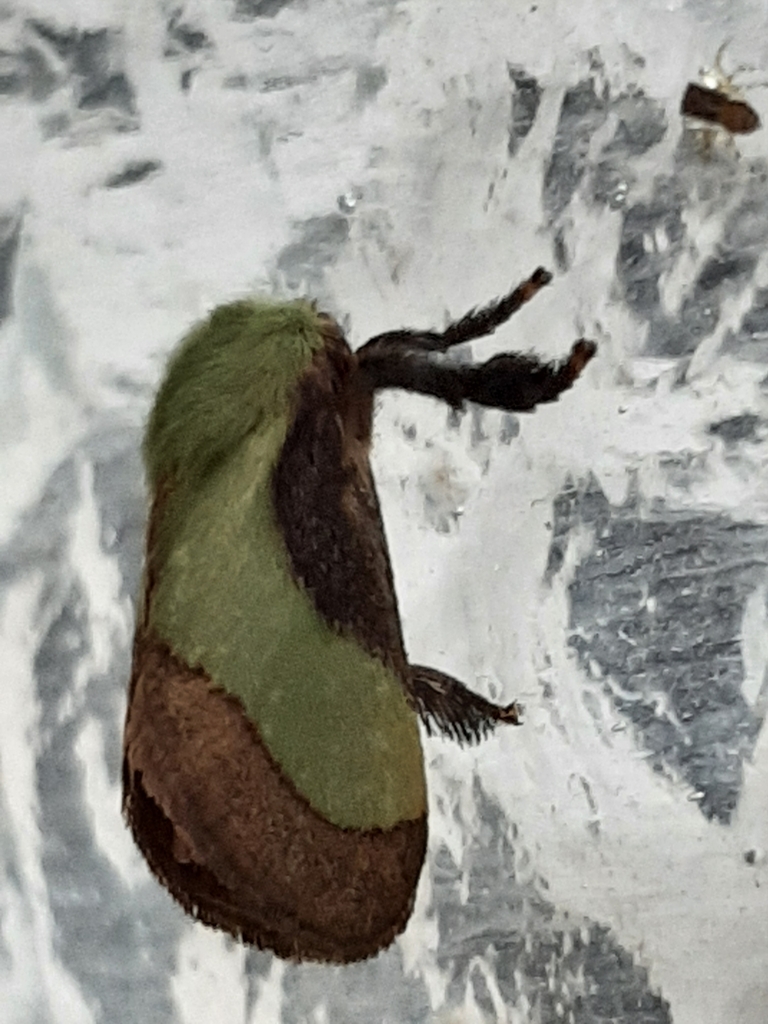 Parasa mionexia