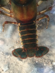 Cambarus scotti