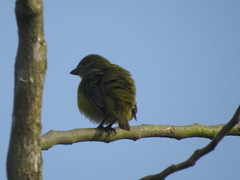 Euphonia hirundinacea