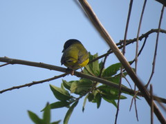 Euphonia hirundinacea