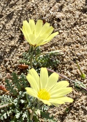Anisocoma acaulis