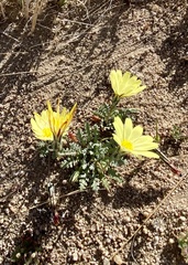 Anisocoma acaulis