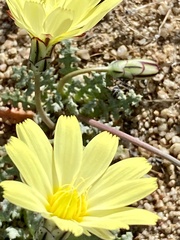 Anisocoma acaulis