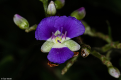 Dichorisandra hexandra