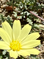 Anisocoma acaulis