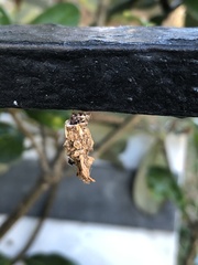 Liothula omnivora