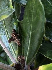 Liothula omnivora