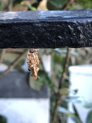 Liothula omnivora