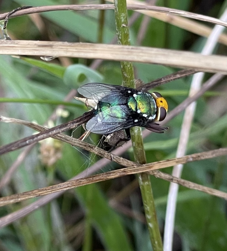 Bot Flies Blow Flies And Allies From Cooleman Ridge Nature Reserve